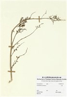 藏品(小藜)的圖片